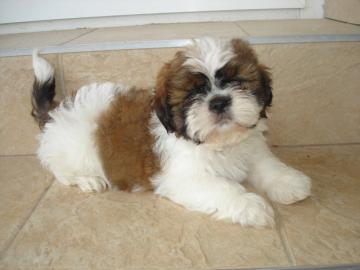 Shihtzu