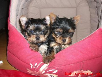 Yorkshire Terrier