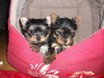 Yorkshire Terrier