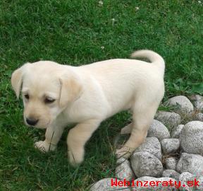 Labradorsk retriever