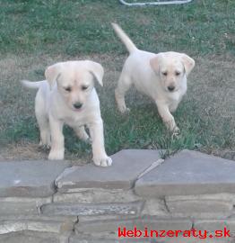 Labradorsk retriever