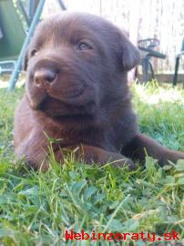 Labradorsk retriever