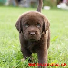 Labradorsk retriever