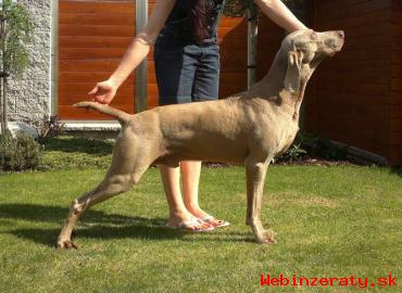 Ponkam rezervciu teniatka weimaranera