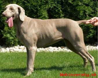 Ponkam rezervciu teniatka weimaranera