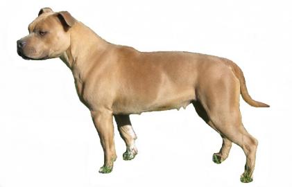 Americk Staffordrsky Terrier