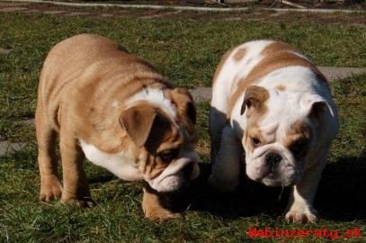 ANGLICK BULDOG - BULLDOG - BULDOK