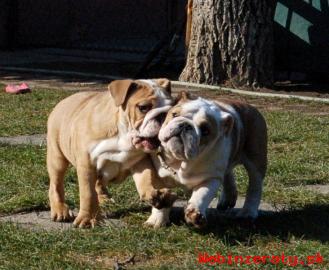 ANGLICK BULDOG - BULLDOG - BULDOK