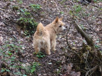 Norwich  terrier od Jurdov