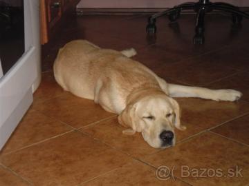 Labradorsky retriver