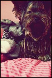 Yorkshire terrier ( jorkrsky terir )