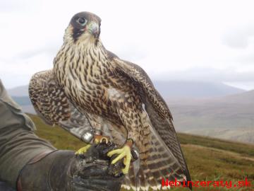 Peregrines Ptci Pro Prodej