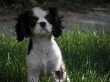 Cavalier king charles paniel