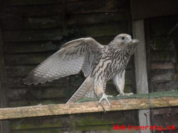 Peregrines Ptci Pro Prodej