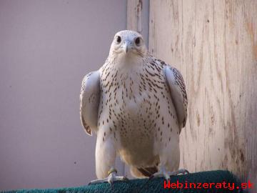 Peregrines Ptci Pro Prodej