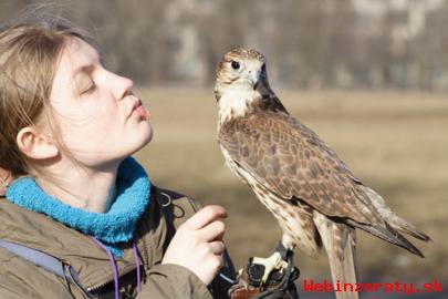 Peregrines Ptci Pro Prodej