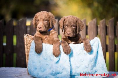 Chesapeake bay retriver s PP