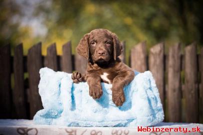 Chesapeake bay retriver s PP