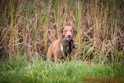 Chesapeake bay retriver s PP