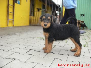 Airedale terrier, tata s PP