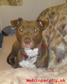 American Pitbullterier Red nose