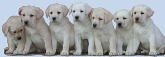 Labrador retriever s PP