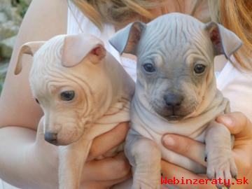 American hairless terrier s PP