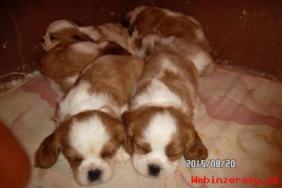 Cavalier King Charles Spaniel