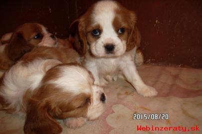 Cavalier King Charles Spaniel