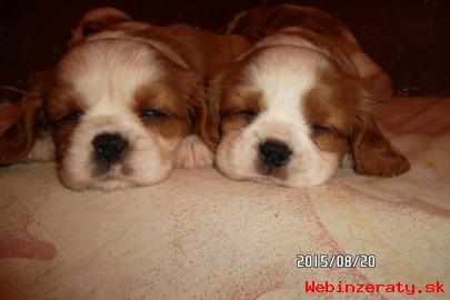 Cavalier King Charles Spaniel