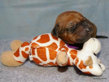 Rhodesian Ridgeback teniatka