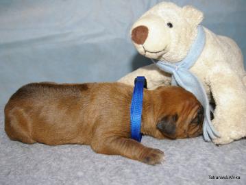 Rhodesian Ridgeback teniatka