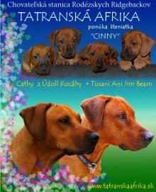 Rhodesian Ridgeback teniatka