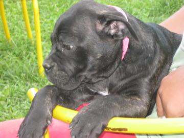 Cane Corso s PP