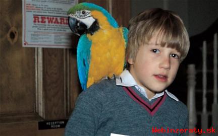 Zlat a Modr papouek deti na prodej