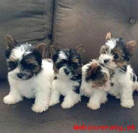 teniatka Biewer Terrier