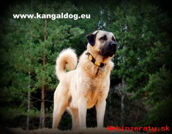 Anatolsk pasteveck pes /kangal/ s PP--