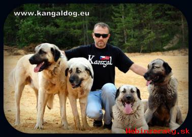 Anatolsk pasteveck pes /kangal/ s PP--