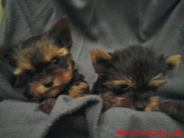 YORKSHIRE TERRIER - MINI