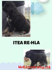 Tibetsk doga  tn