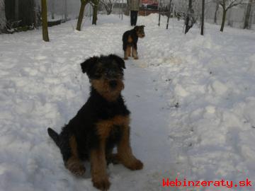 Airedale terrier, štěňata s PP
