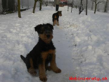 Airedale terrier, tata s PP