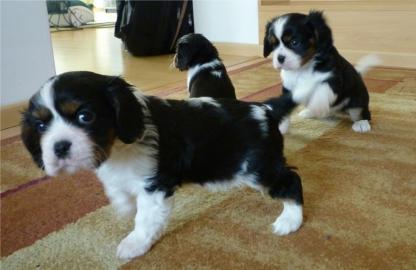 Cavalier King charles spaniel