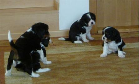 Cavalier King charles spaniel