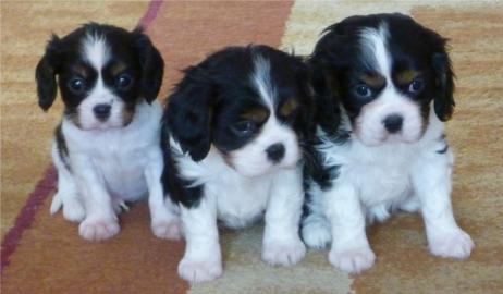 Cavalier King charles spaniel