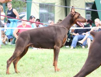 Dobermann s PP