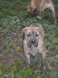 Mallorsk doga, perro de presa mallorqui