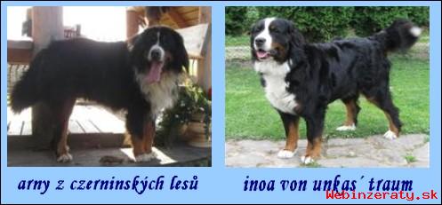 Bernsk salanick pes s PP