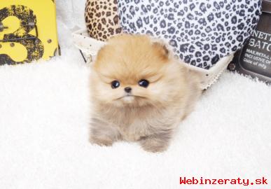 ndhern Pomeranian Ungar dispozcii