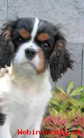 Cavalier King Charles paniel s PP